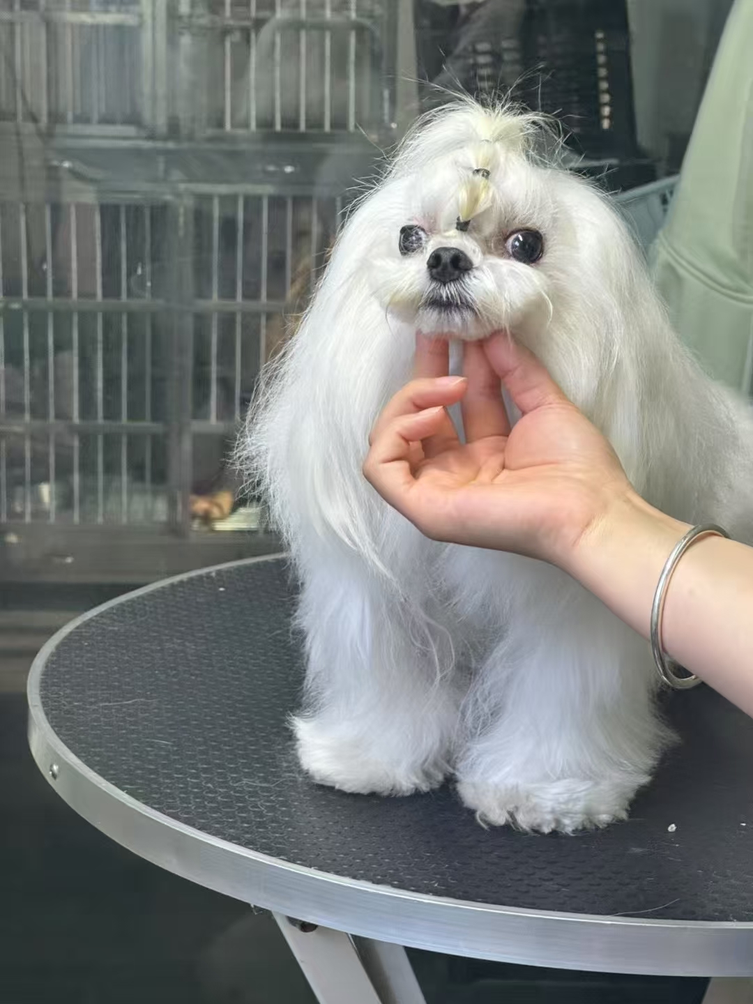 双血统马尔济斯
